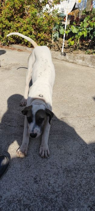 Cão para adoção em viseu