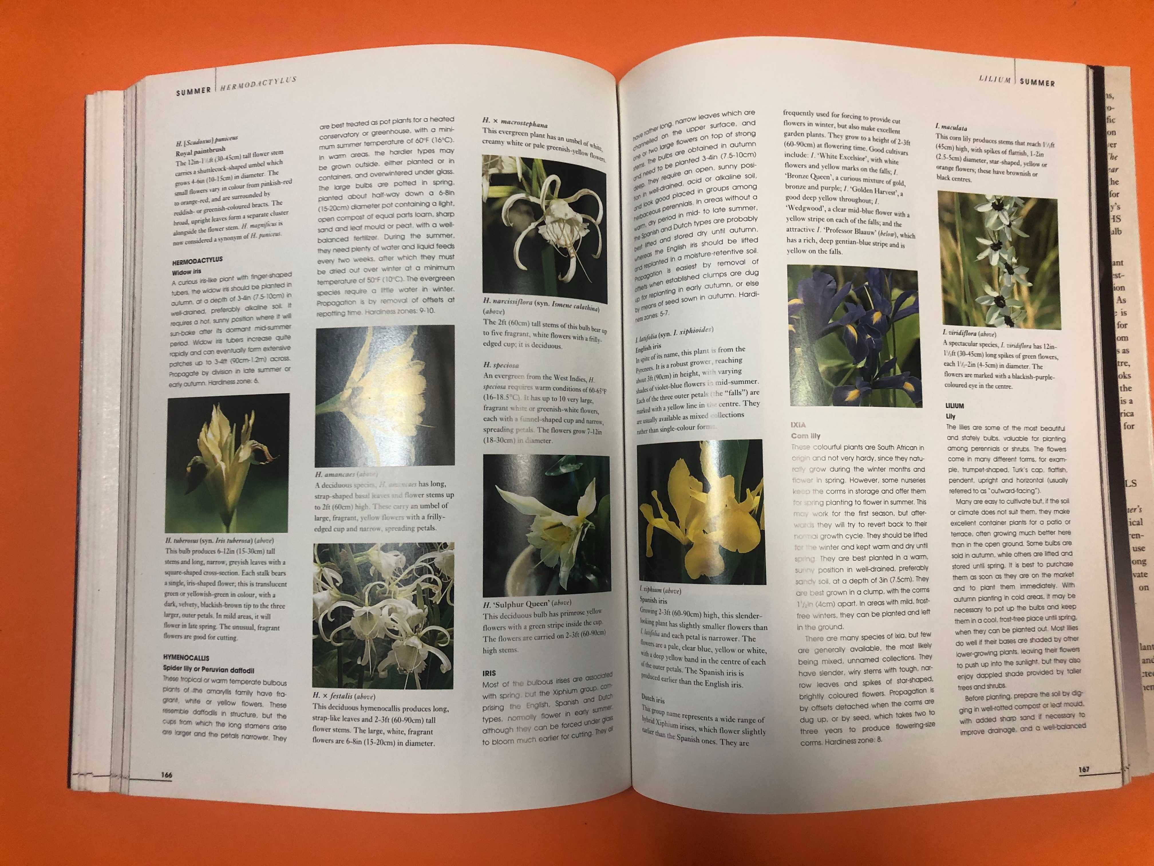 Botânica : Bulbs – The gardener’s guide
