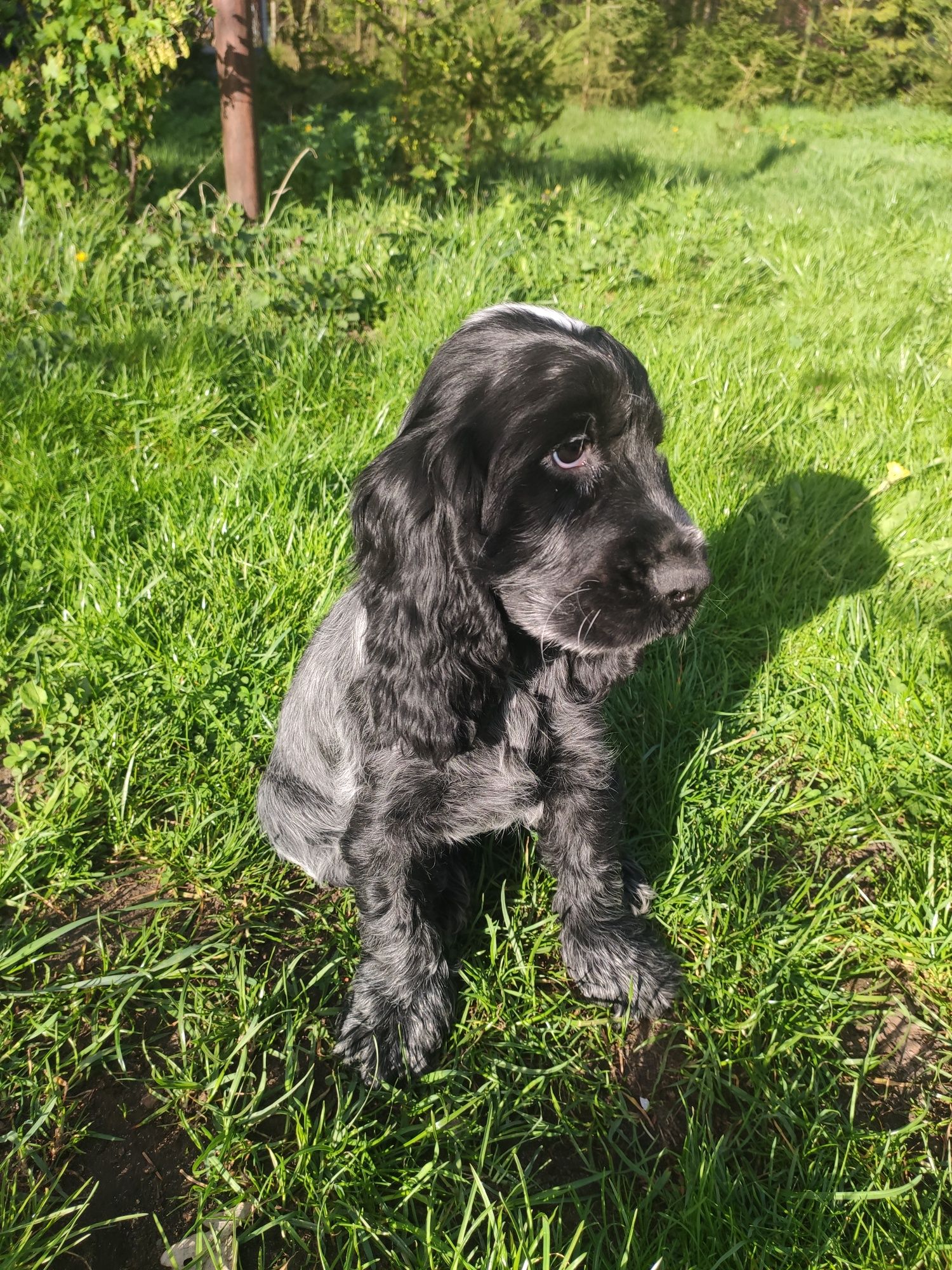 Cocker spaniel angielski samiec