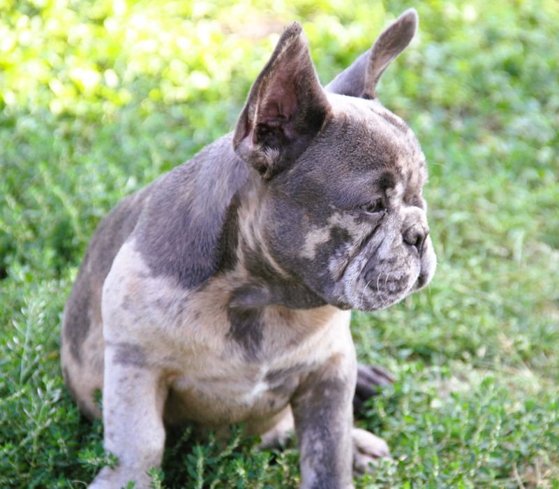 Buldog Francuski chłopczyk  merle