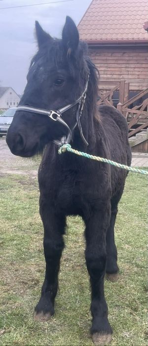 Klaczki zimnokrwiste