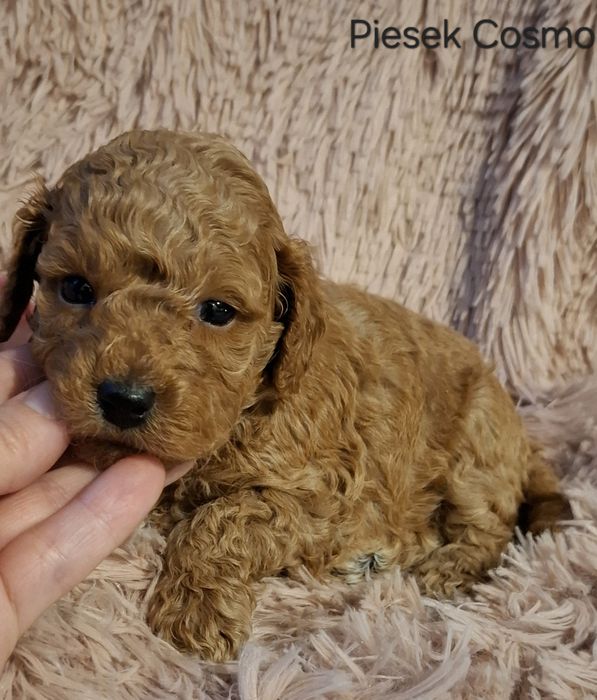 Śliczne Maluszki Pudel red toy/miniatura