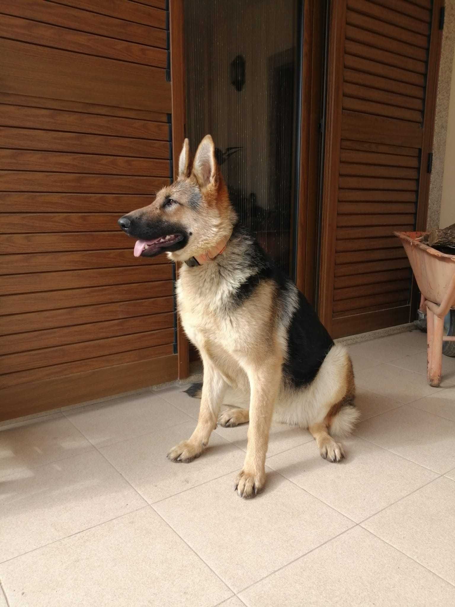 Cadela Para adopção responsável.