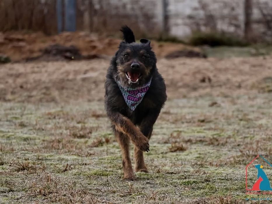 Oli 117/24 - SZUKA DOMU!