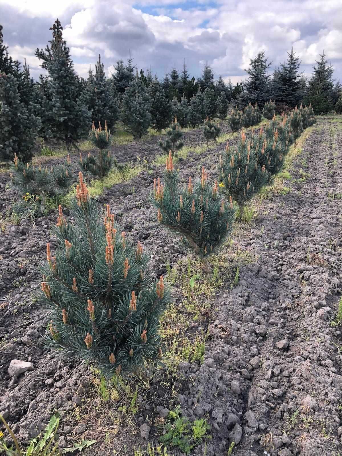 Sosna pospolita Pinus sylvestris  Watereri  80cm