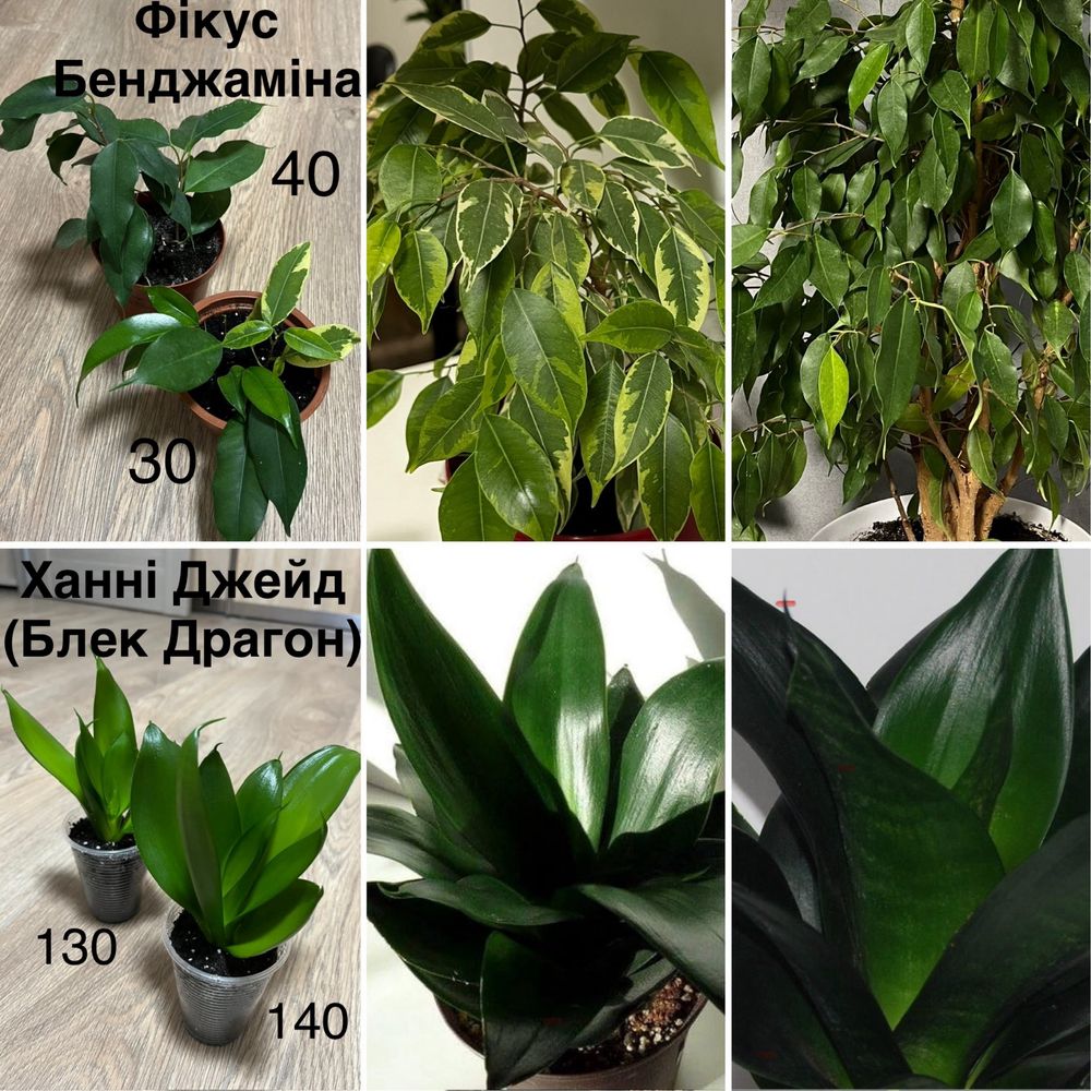 Вазони кактус, фікус, фіалка, хойя, муншайн, блек драгон, різдвяник