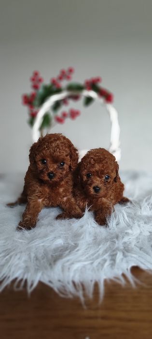 Pudel Toy Red Brown Płowy