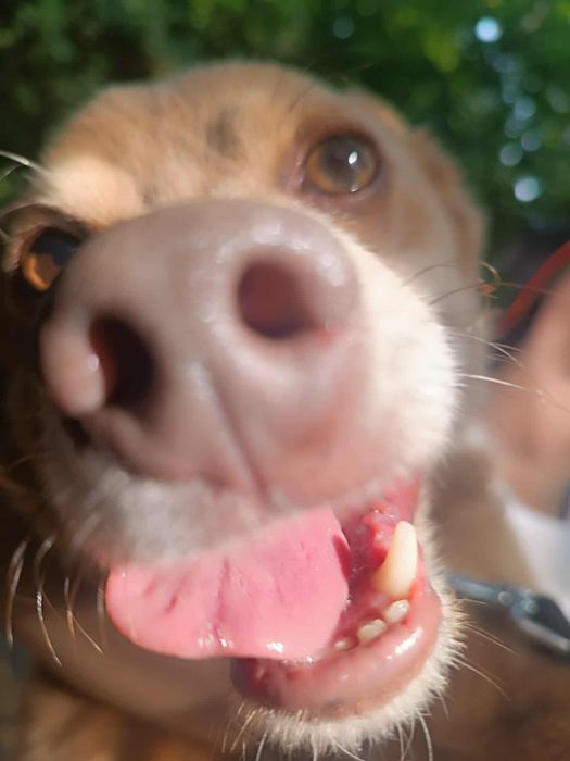 Mały Dżeki piesek do adopcji