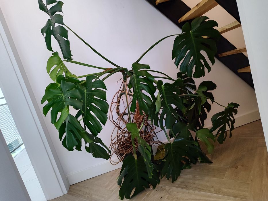 Duża Monstera dziurawa roślina kwiat doniczkowy