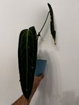 Anthurium Warocqueanum