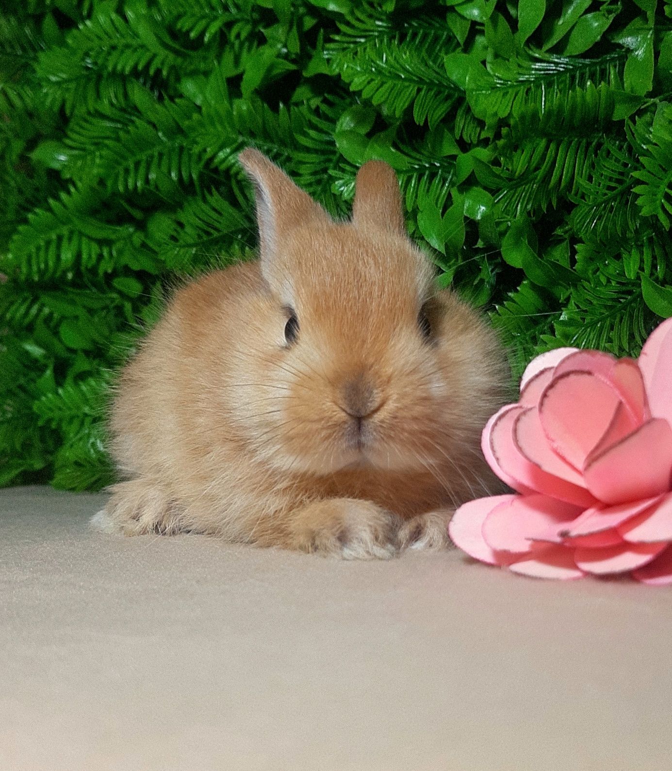 Карликовые мини кролики,міні кроленята,крольчата,карликові