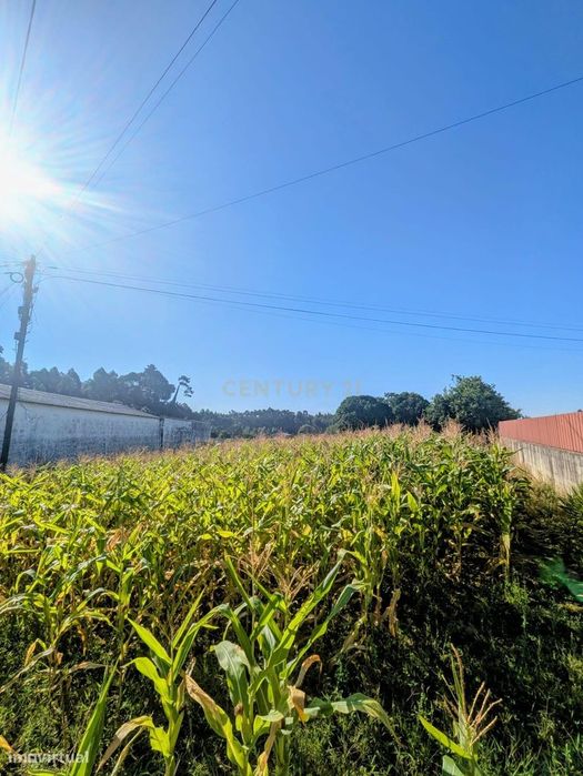 Terreno em Oliveira do Bairro