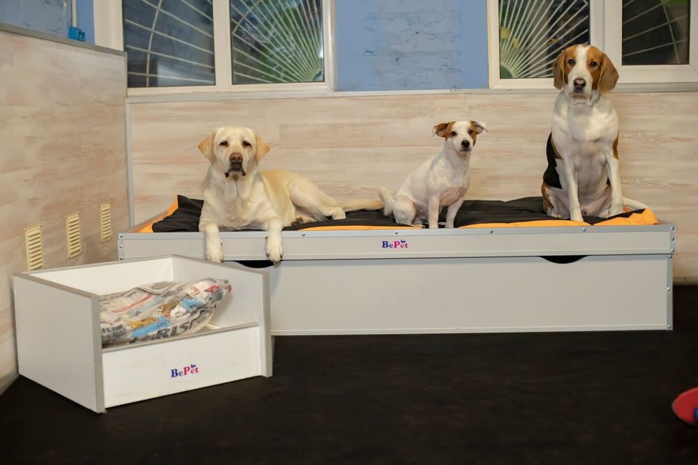 Перетримка собак, готель