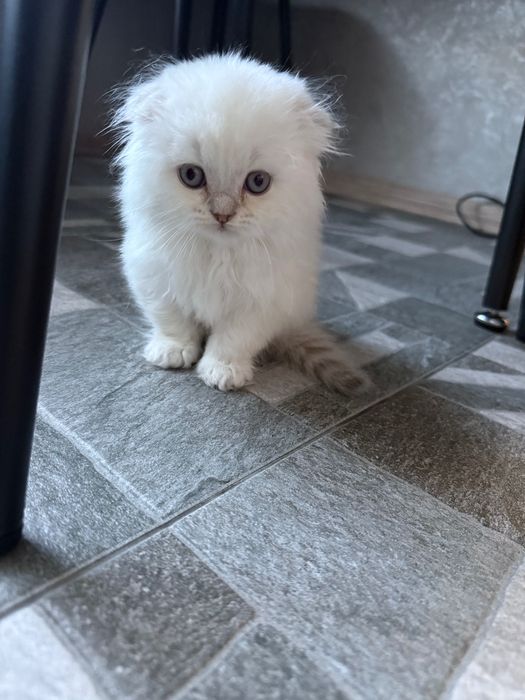 Дівчинка британська шиншила