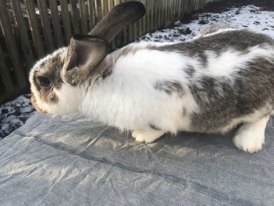 Продам кроликів!!! ( Самеь)