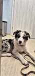 Suczka border collie