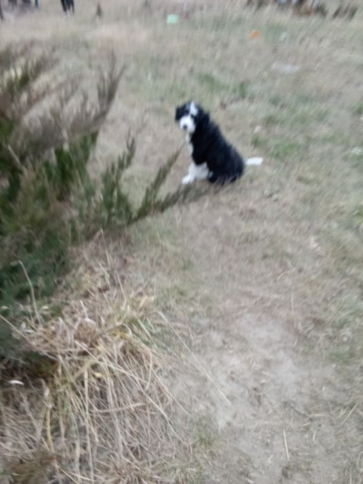 Цуценята-метіси шукають нову родину.будуть раді як улюбленці