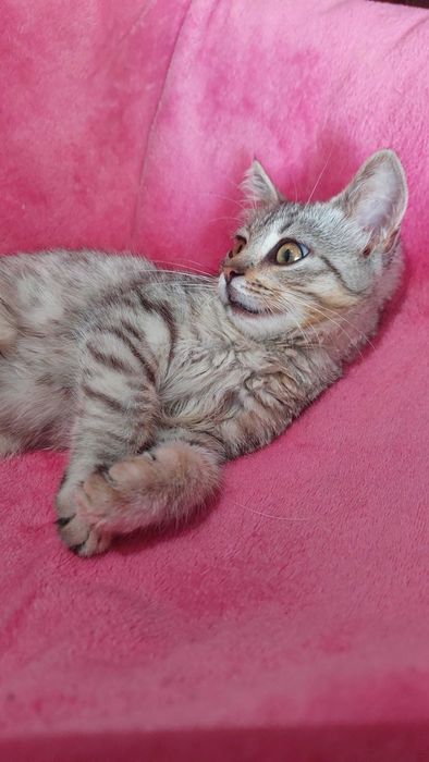 Гарна дівчинка шукає дім