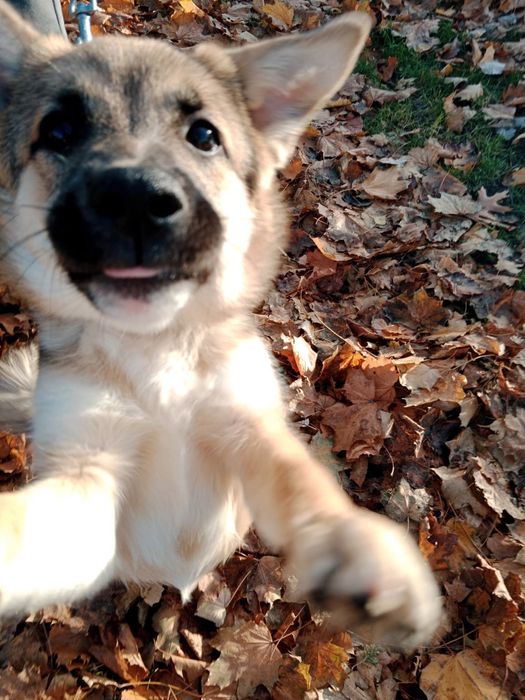 Oddam w dobre ręce! Kochani,  szukamy domu dla przyjaznej Lili.