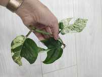 Epipremnum pinnatum marble variegata