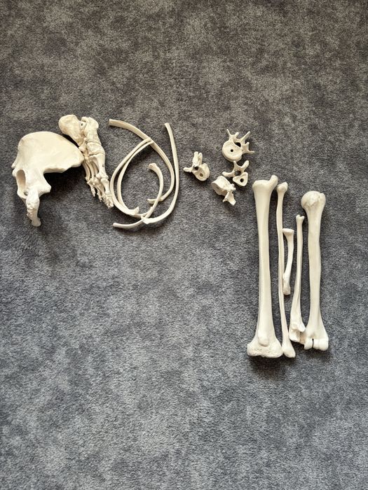 Zestaw kości do nauki anatomii