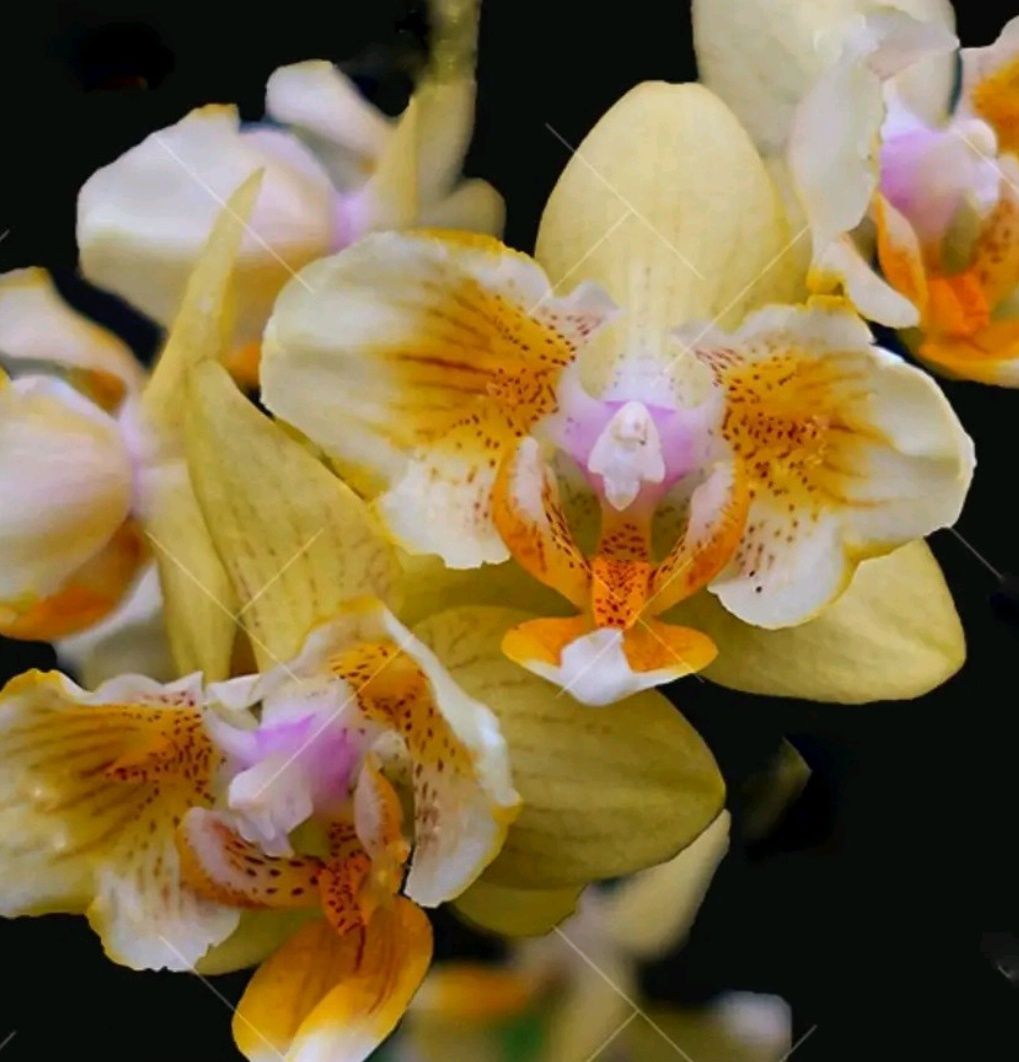 ОрхидеяPhal 5041 ароматная бабочка, цветы 5 см