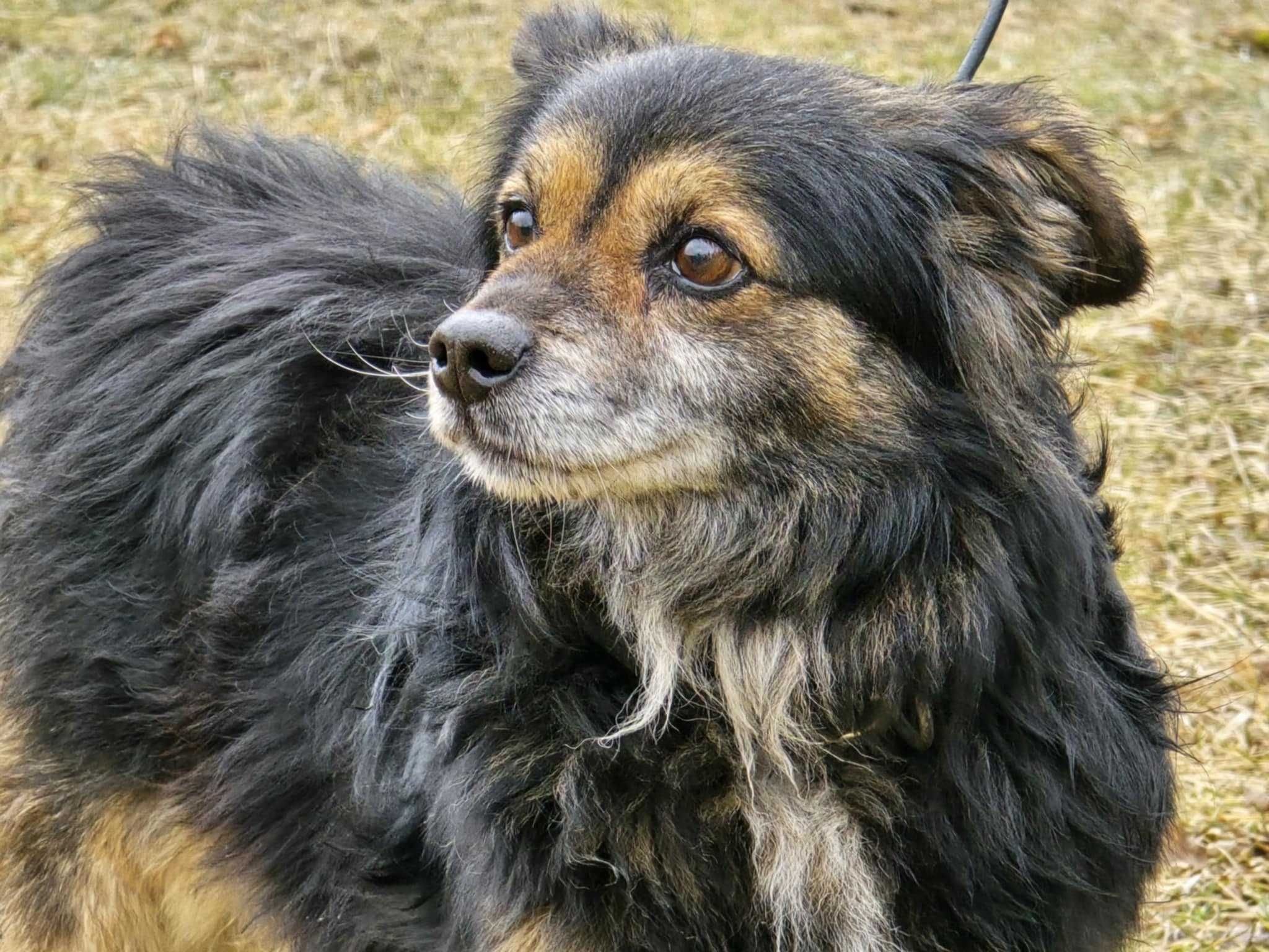 Amper - mały, przyjazny kundelek do adopcji
