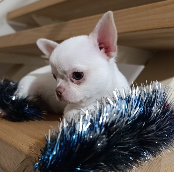 Класна стандартна дівчинка