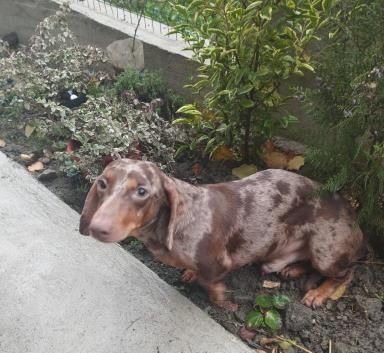 Шоколадномраморний міні таксик