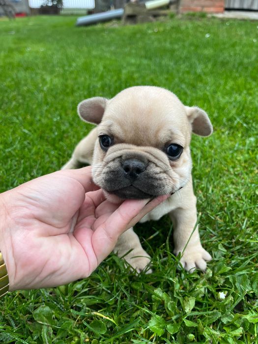 Buldog francuski szczenię