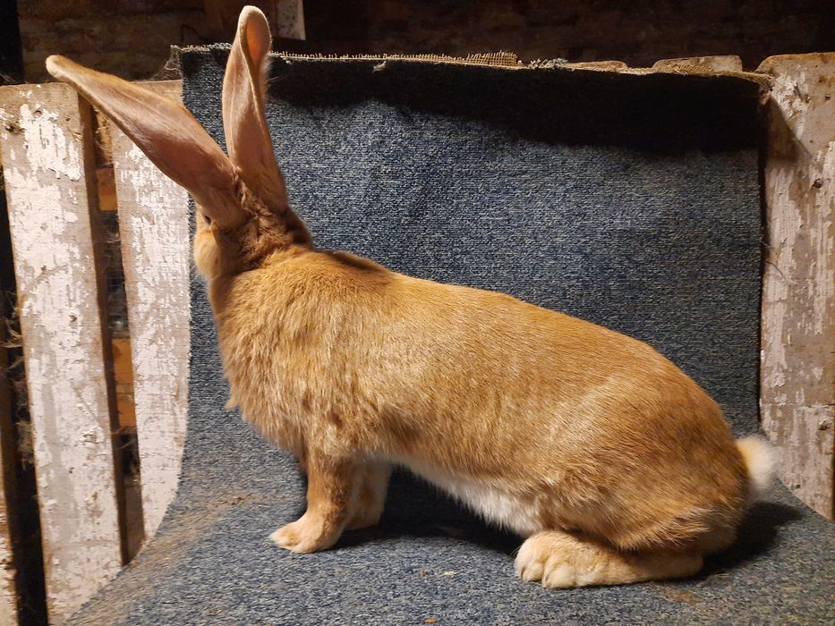 Belgijski olbrzym żółty