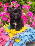 Black Yorkshire Terrier Śliczny Szczeniak