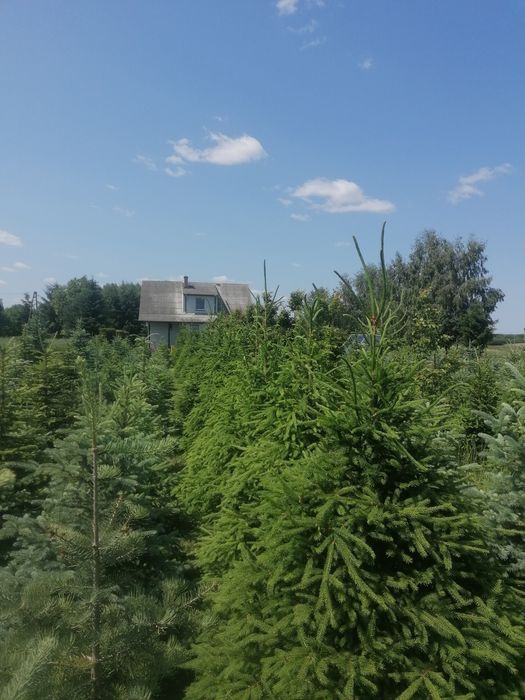 Świerk pospolity i świerk srebrny – choinki cięte i kopane