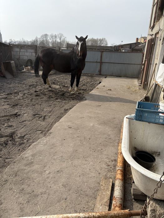 Koń szlachetny, ogier 6lat