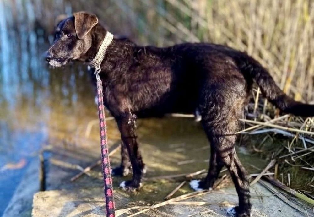Słodki Baton prosi pięknie o dom ...