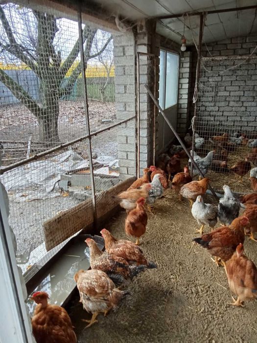 Молоді кури Іспанка. Триколор. Масстер Грей.