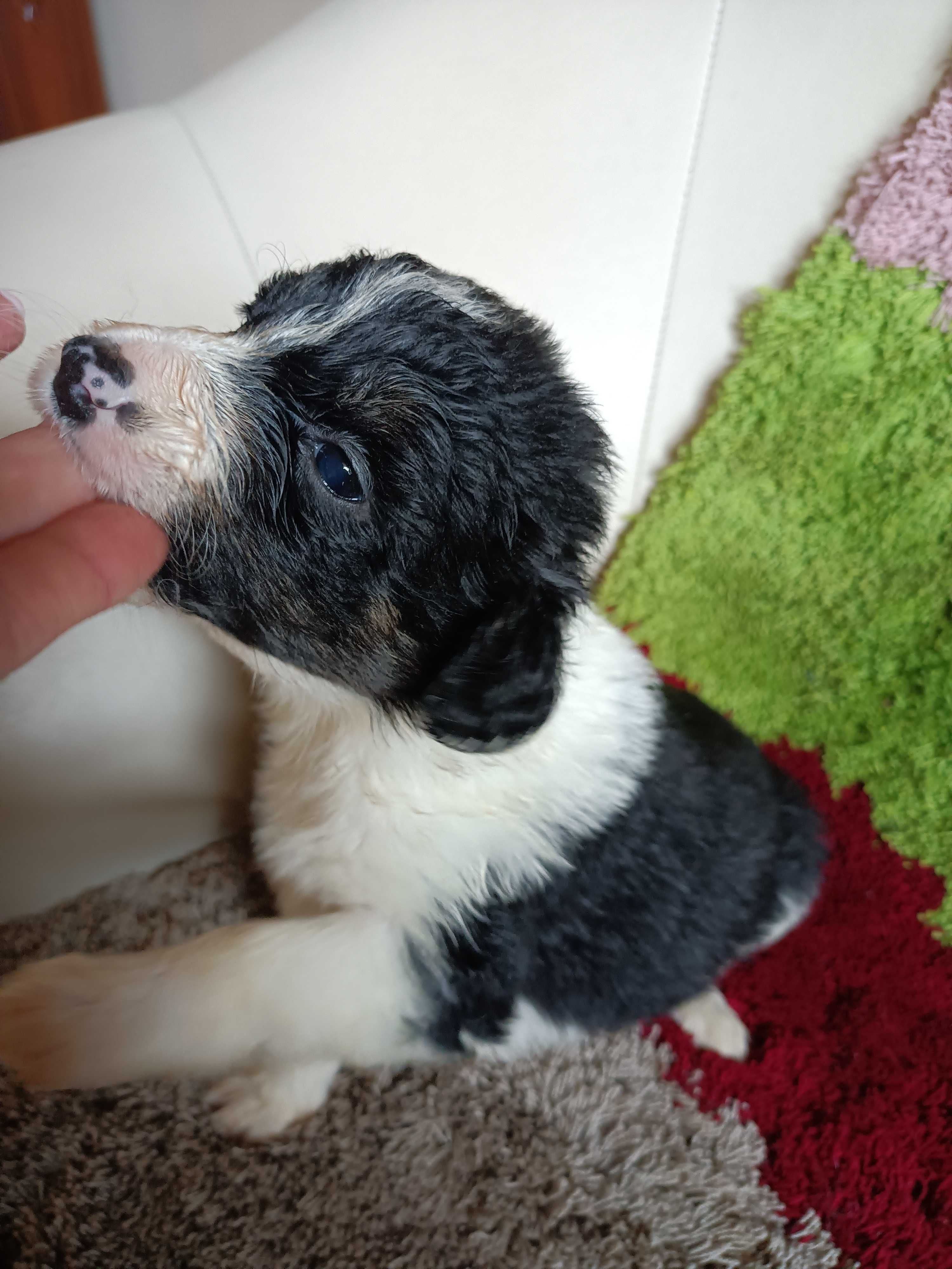 Border collie - sunia