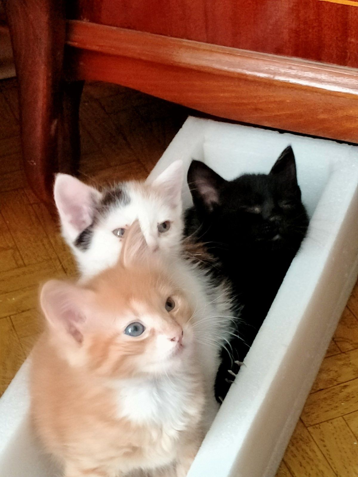 Котята бесплатно