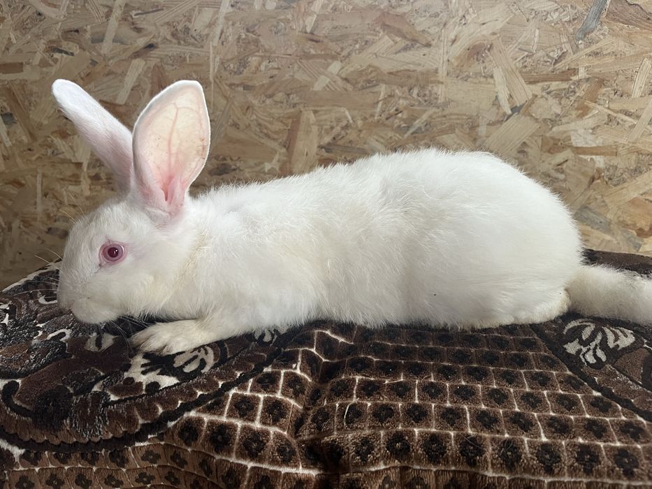 Продаються кролі