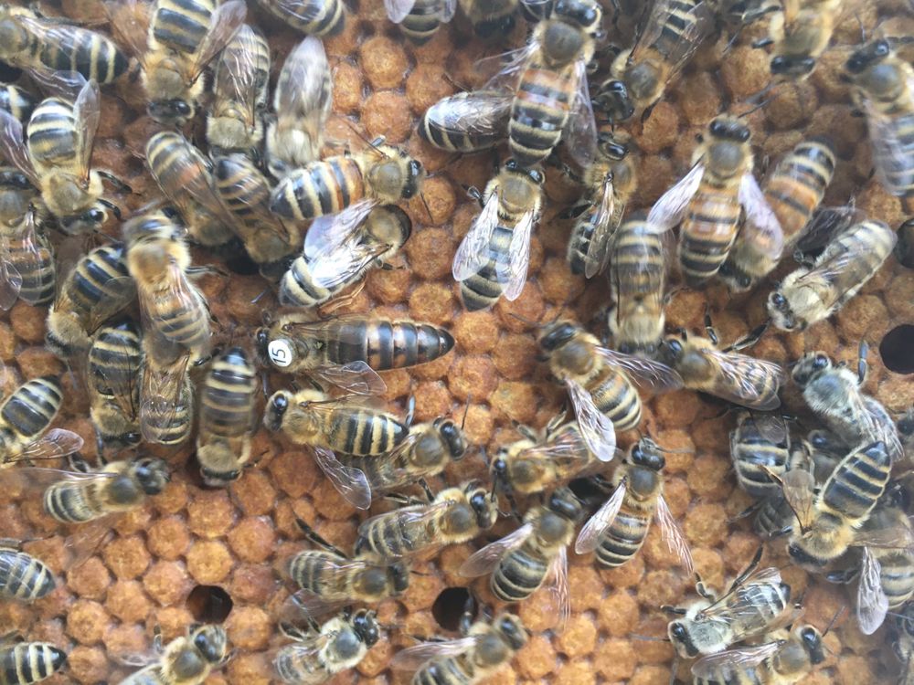 Odklady pszczele, ramka  wielkopolska, matki pszczele, pszczoly