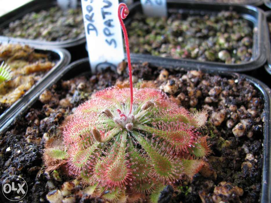 KIT INICIANTE de sementes carnivoras de Pinguiculas e Droseras
