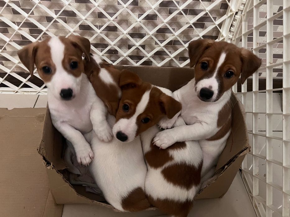 Цуценята джек рассел терьєр