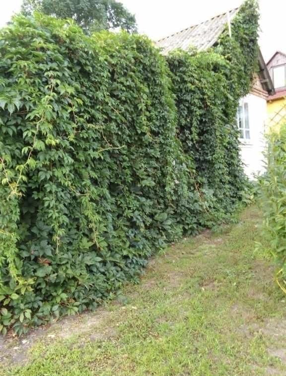 Dom letniskowy lub całoroczny plus działka orna