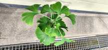 Ginkgo Biloba (Árvore)