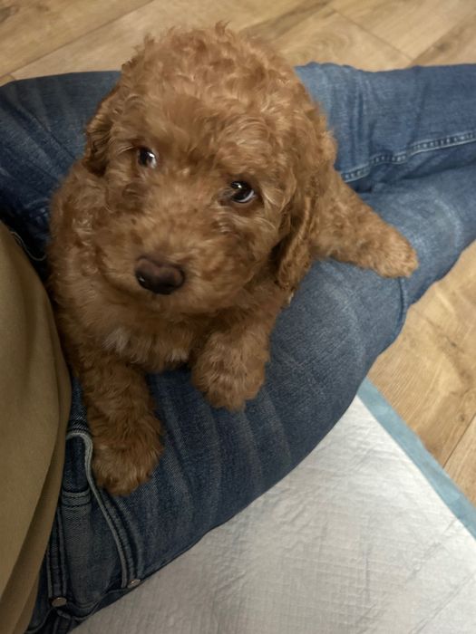 Domowa  opieka nad psami