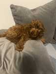 Maltipoo f1b, piesek