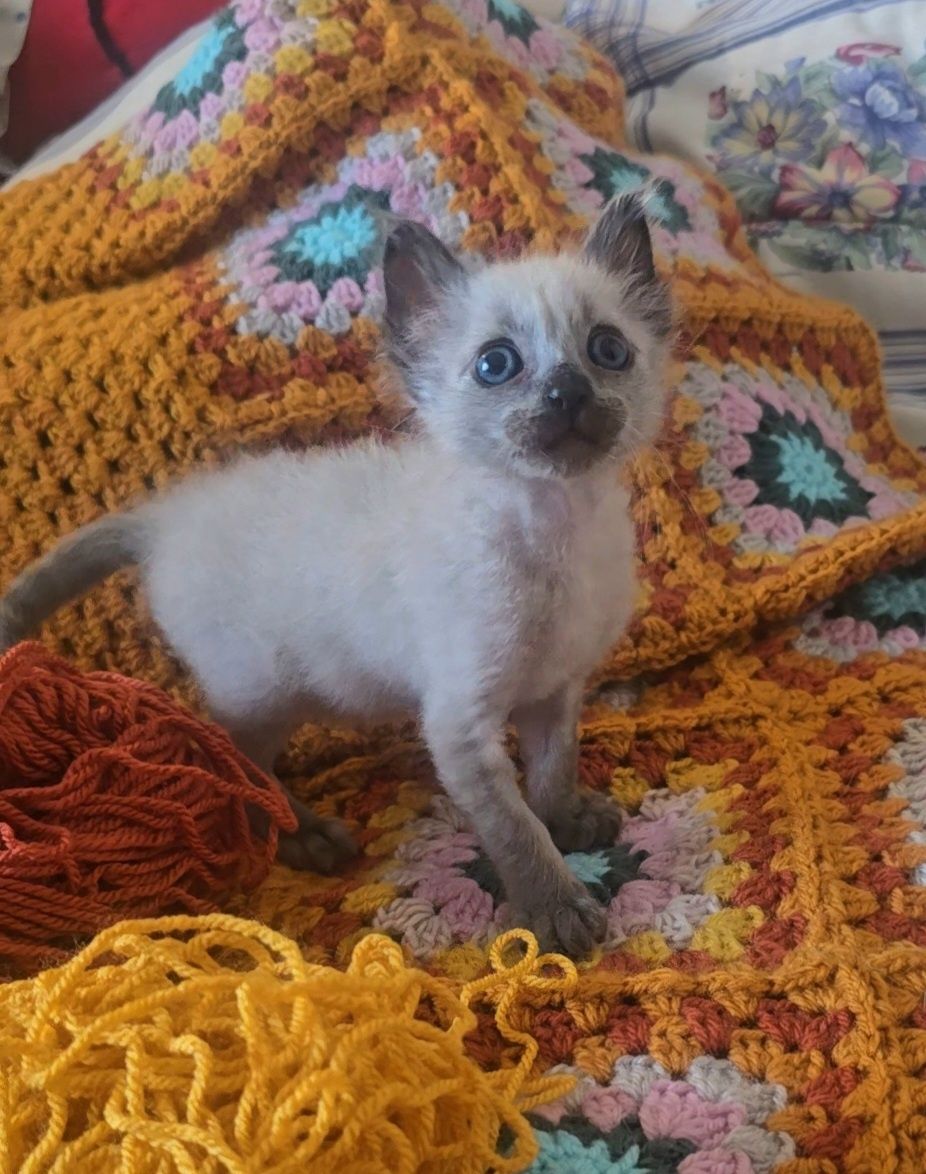 Gatinha bebe para adoção consciente.