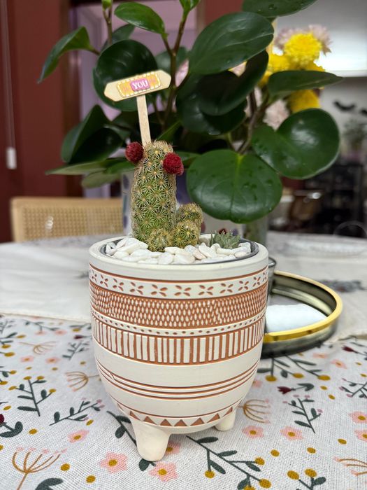 Arranjo de Suculentas e Cactos