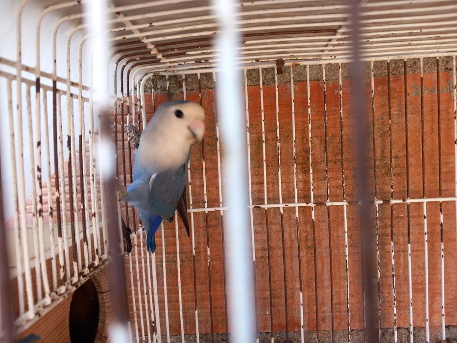 Vendo agapornis roseicolis.