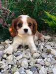 Cavalier King Charles Spaniel - uroczy piesek